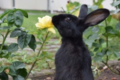 Kaninchen frisst Rose