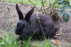 Kaninchen im Garten