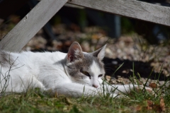 Katze entspannt sich