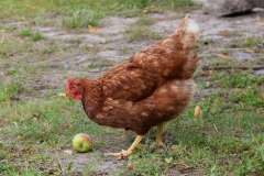 Huhn frisst Apfel