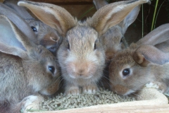 Hasenfamilie