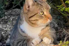 Katze Gramkow