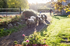 Schafe laufen zur Koppel