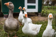 Gänse auf Entdeckungsreise