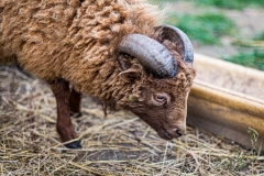 Zwergschaf