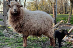 Schaf Gramkow