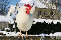 Huhn im Schnee