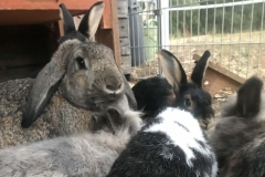 Kaninchen zum Streicheln