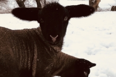 Lämmer im Schnee