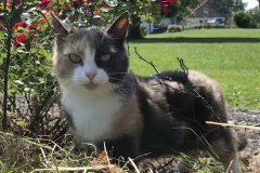 Mimi bei den Rosen