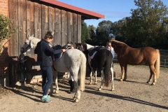 Ponyputzen