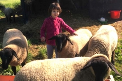Laura bei den Schafen