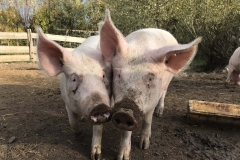 Schweine