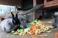 Kaninchen