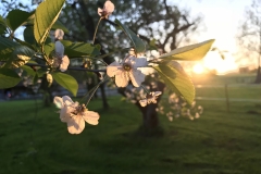 Kirschblüte