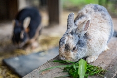 Kaninchen beim Mittagessen