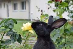 Kaninchen frisst Rose