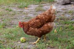 Huhn frisst einen Apfel