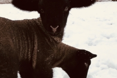 Lämmer im Schnee