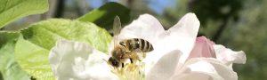 Bienen bei der Ernte