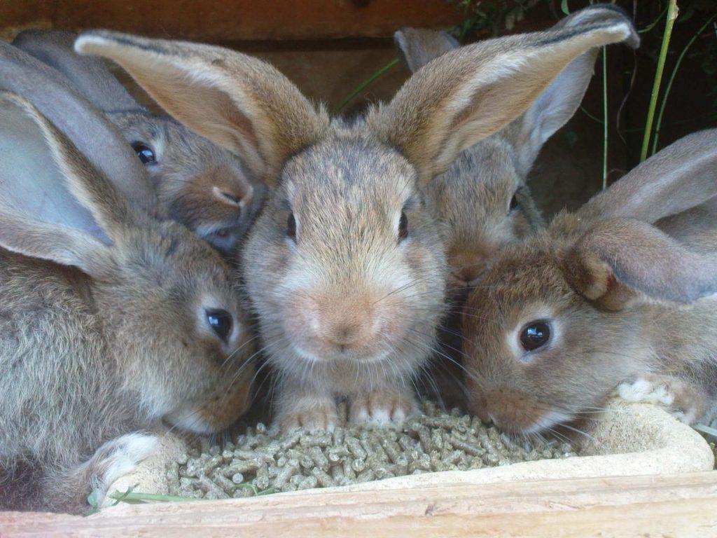 Kaninchen Tiere